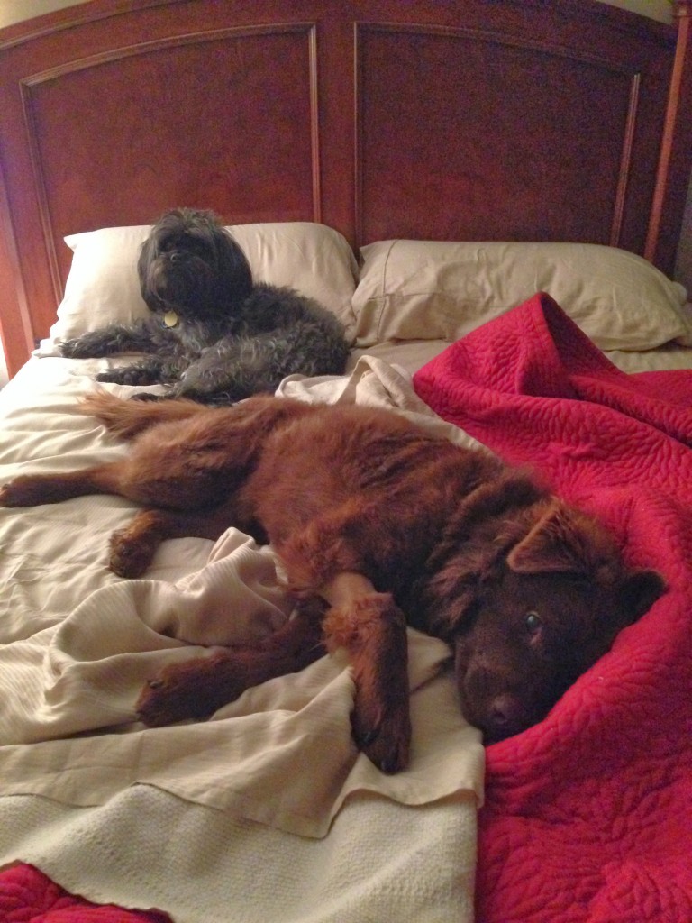 brown dog and black dog in bed