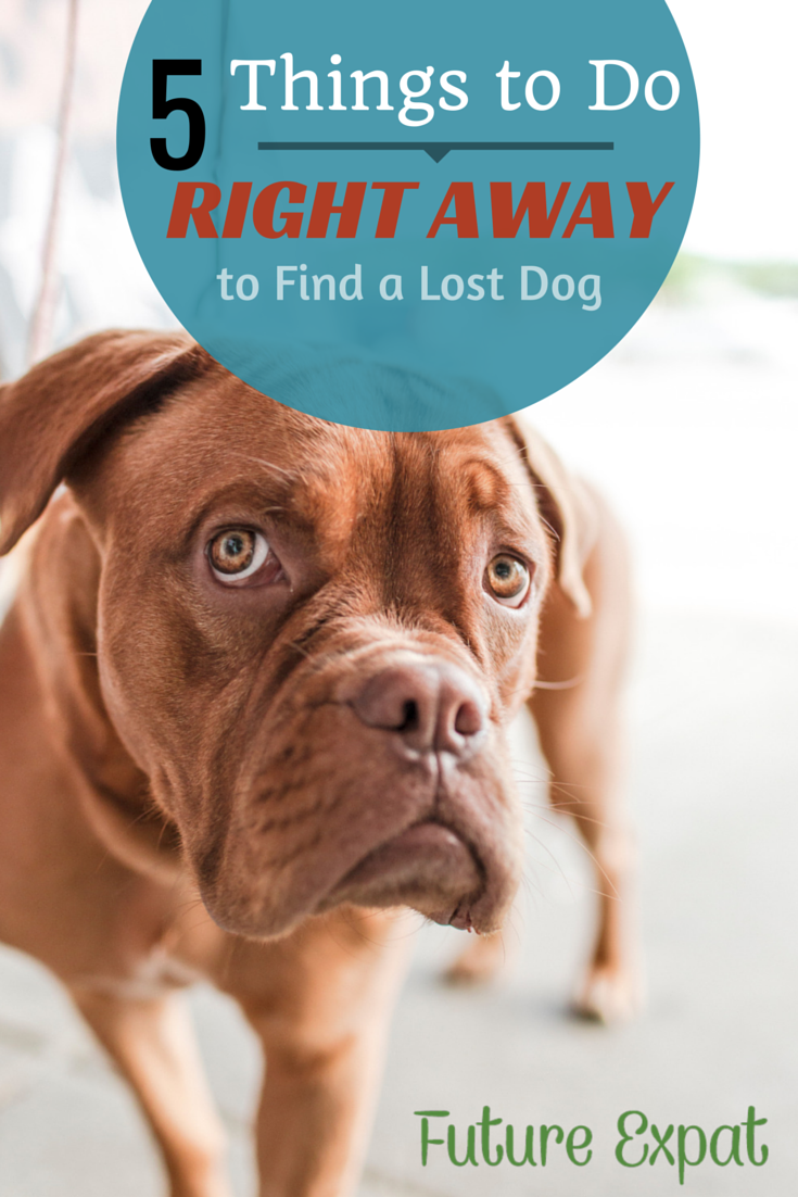 why do dogs get lost